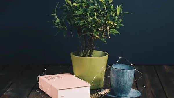 green plant in blue ceramic pot beside white box