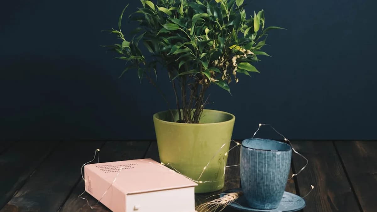 green plant in blue ceramic pot beside white box