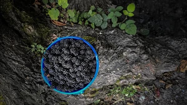 A bucket of blackberries rests by a tree.