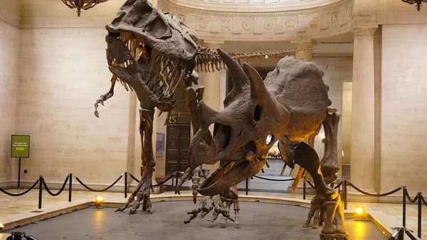 Dinosaur skeletons in a museum exhibit hall