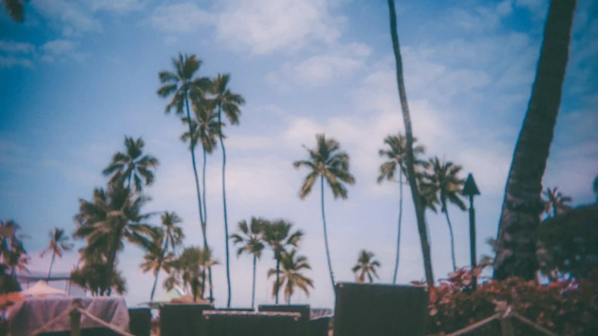 Palm trees against a cloudy blue sky