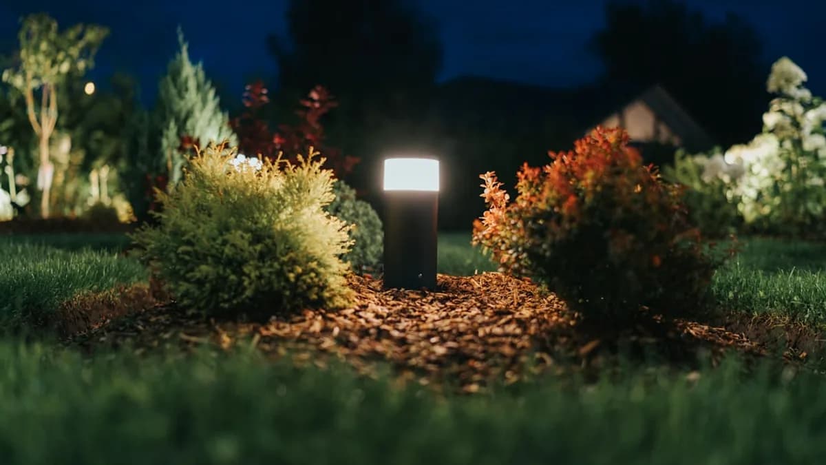 a group of bushes with lights in the background