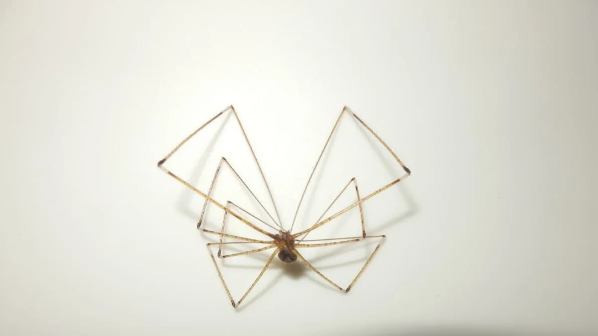 A metal sculpture of a spider on a white wall