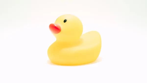 yellow rubber duck on white background