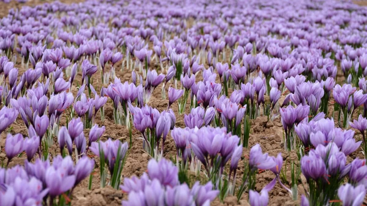 a large group of purple flowers