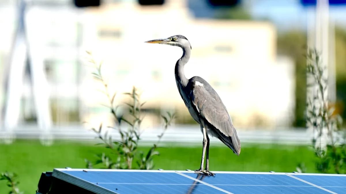a bird standing on a trampoline