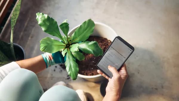 Person planting a houseplant and checking phone
