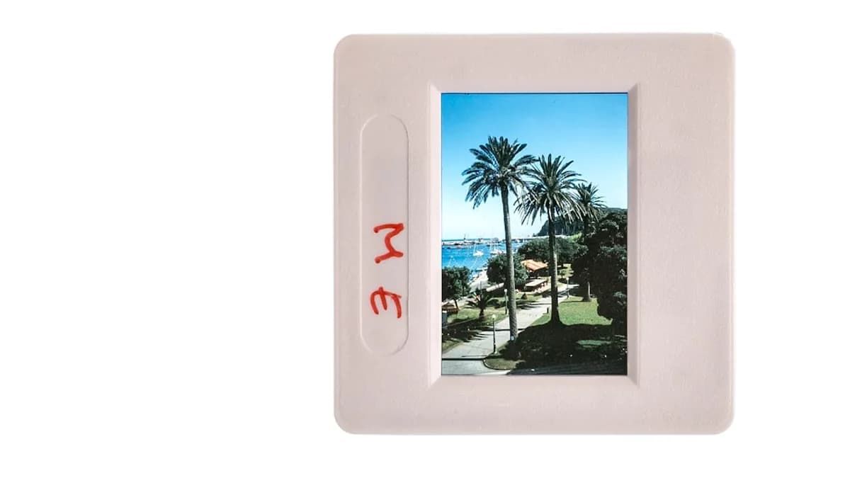 A picture frame with a picture of a palm tree