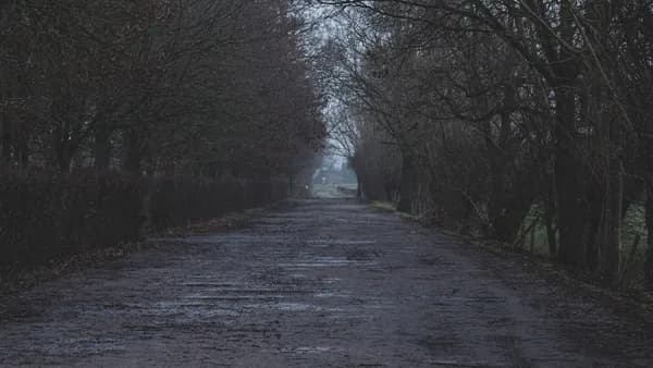 gray road between bare trees