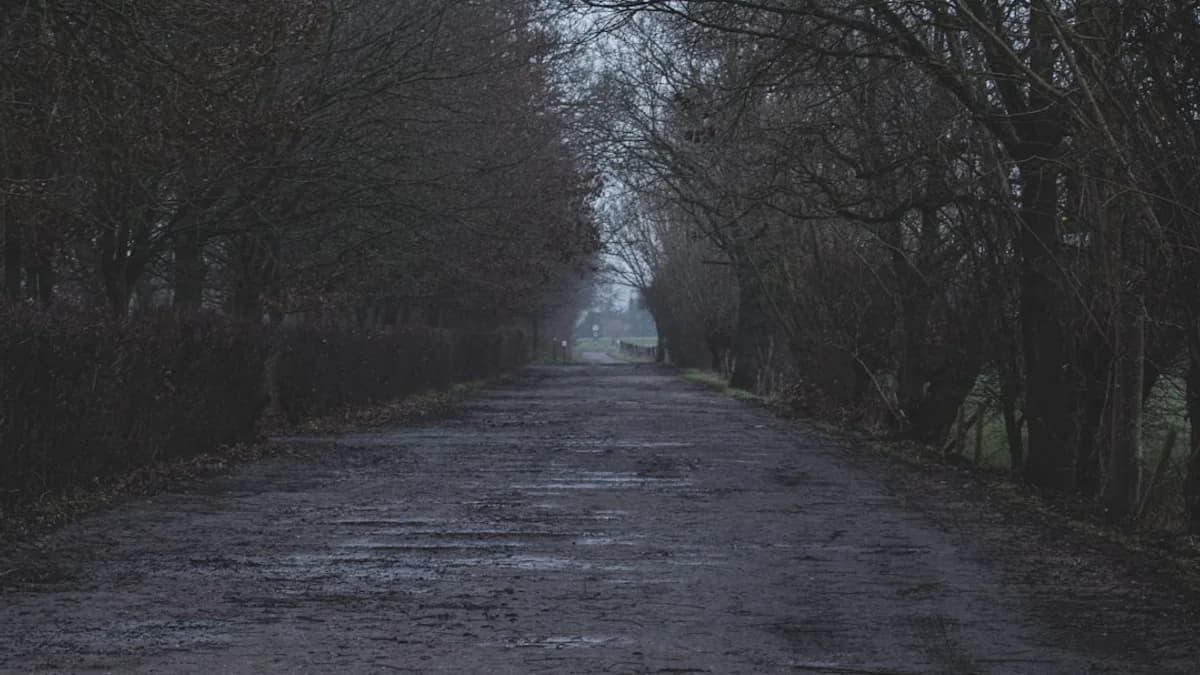 gray road between bare trees