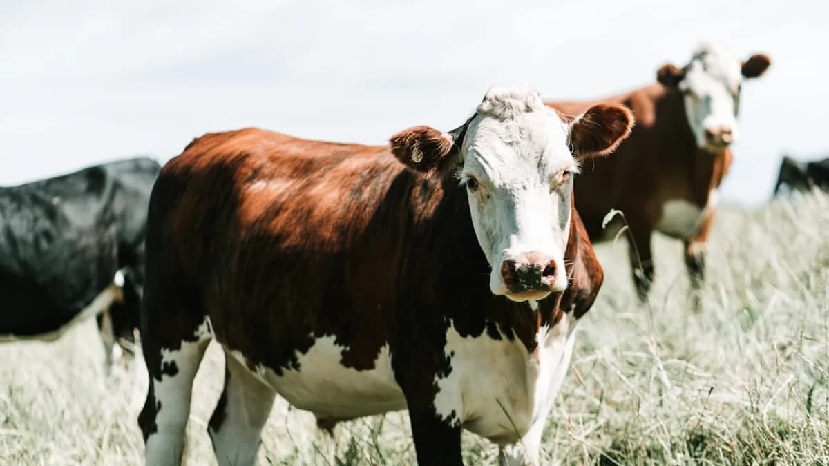selective focus photography of cow