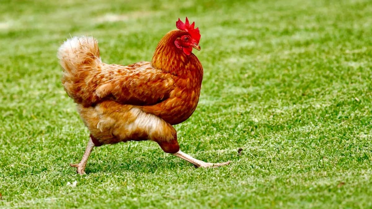 brown chicken on green grass field during daytime