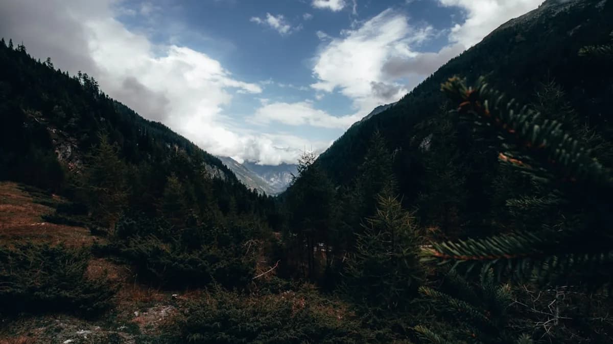 a view of a mountain range with trees in the foreground