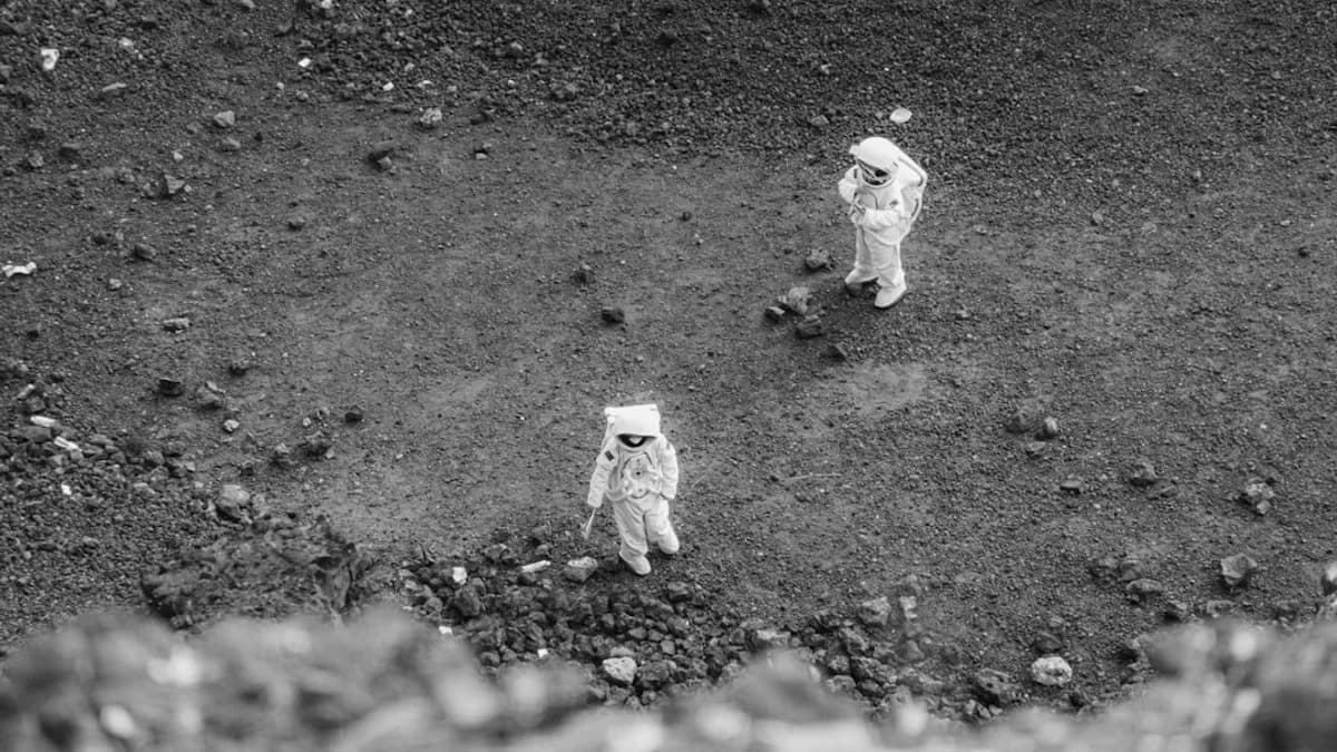 a couple of cats standing on top of a dirt field