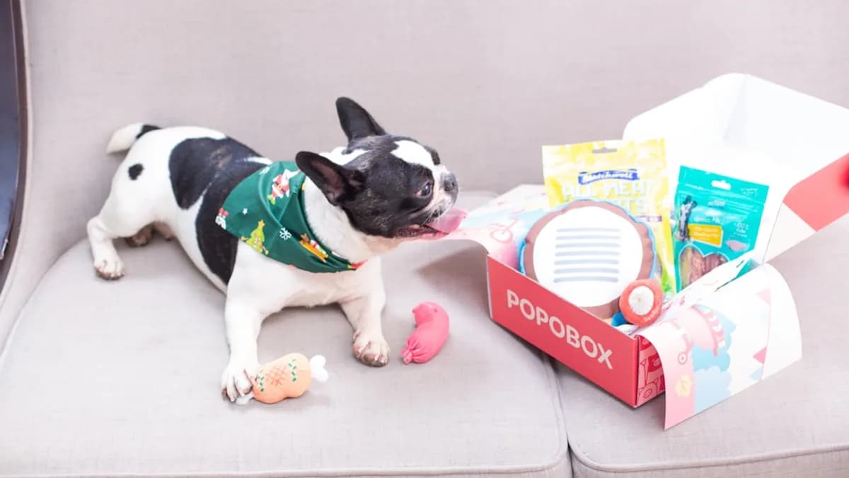 Dog with a box of toys and treats.