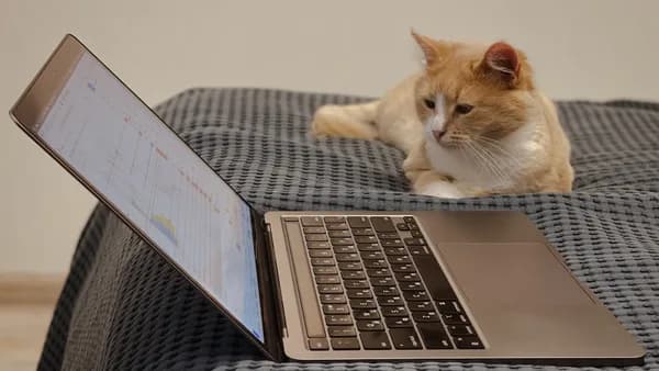 orange and white cat on macbook pro