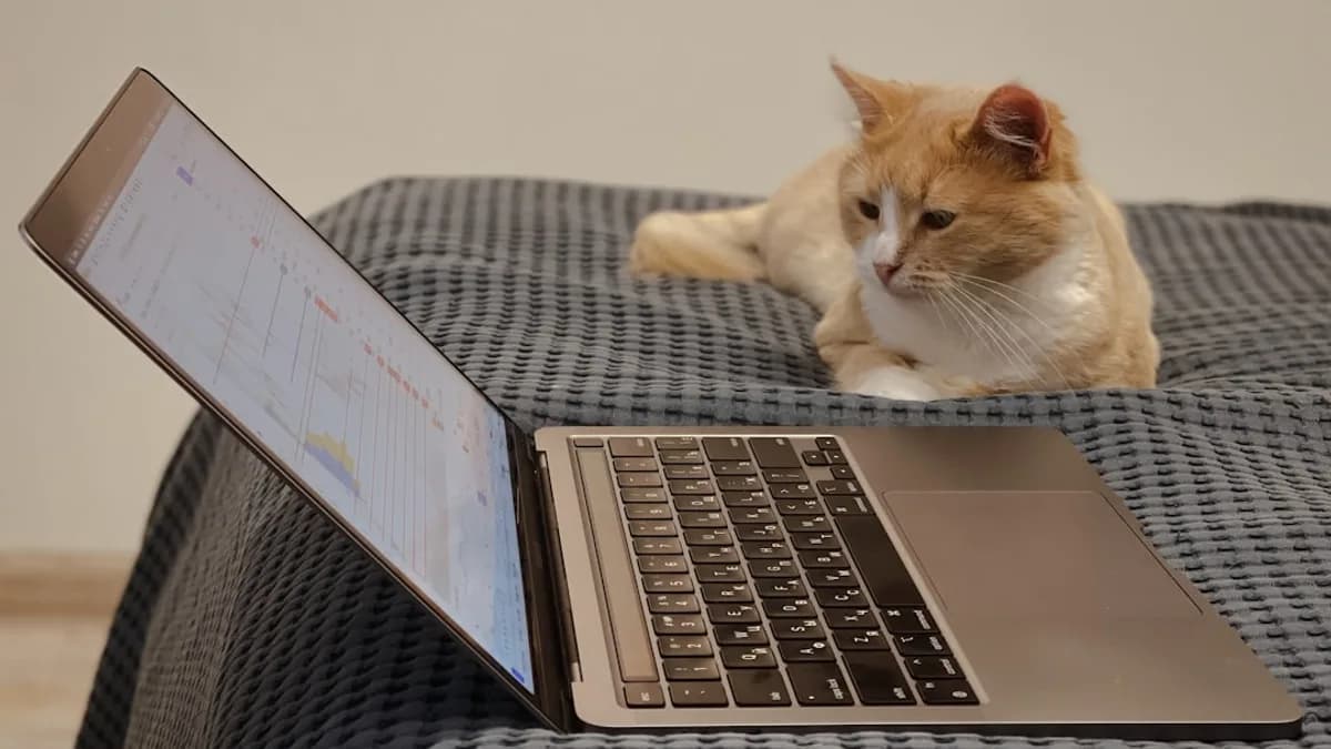 orange and white cat on macbook pro