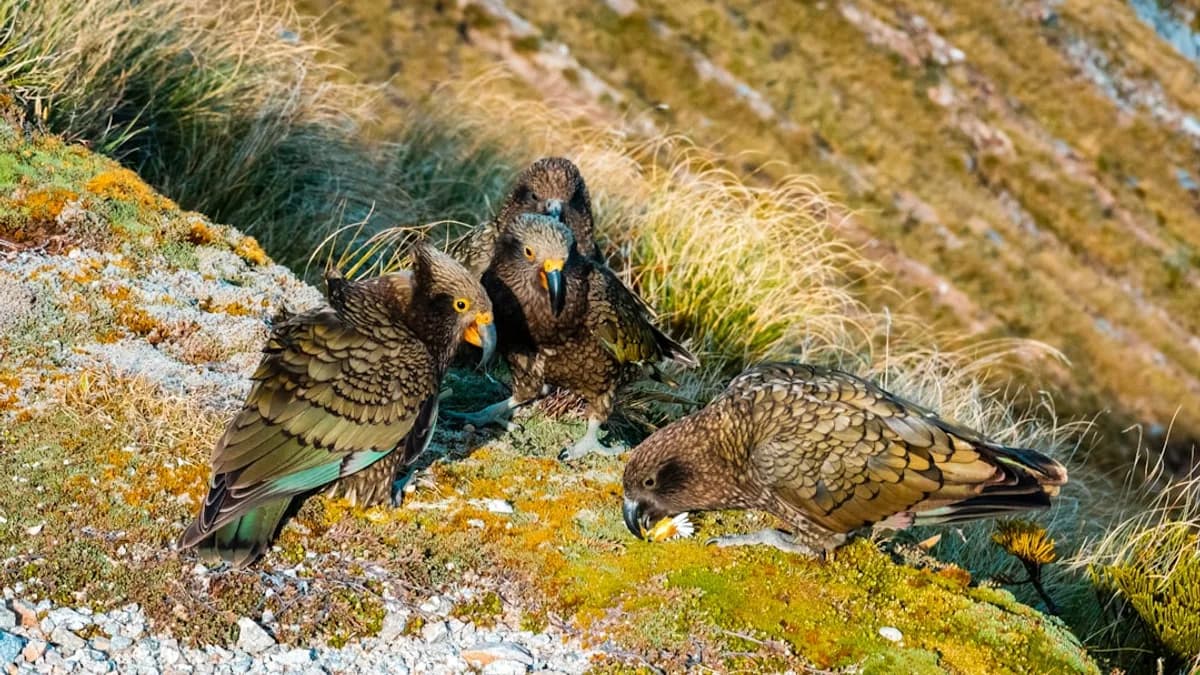 brown and black bird on green grass during daytime