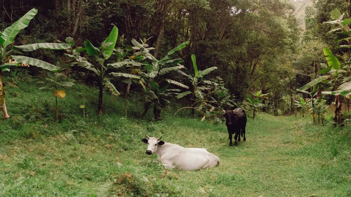cows in a meadow