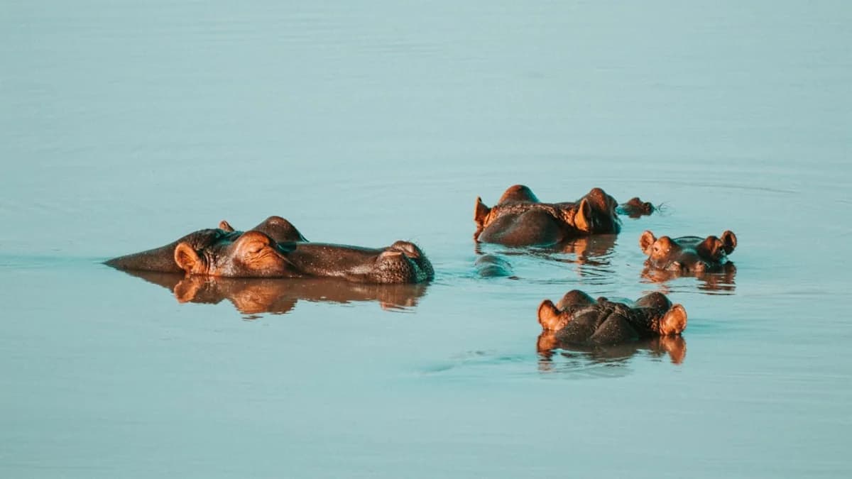 four hippopotamus on body of water