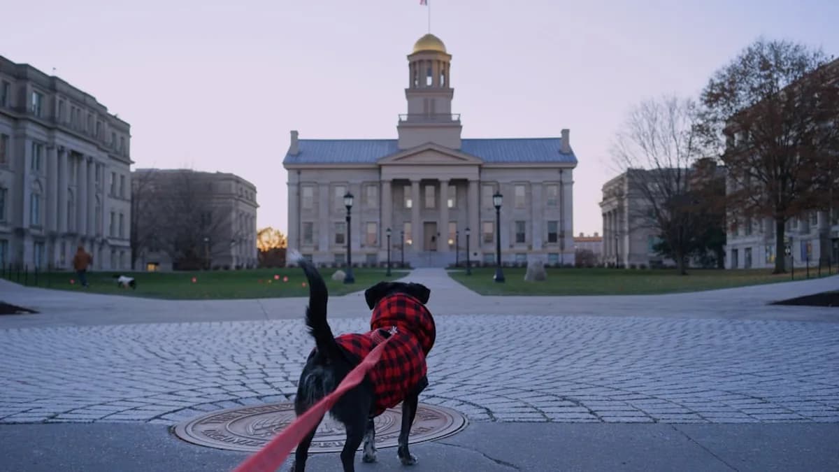 A black dog with a red leash and a hat