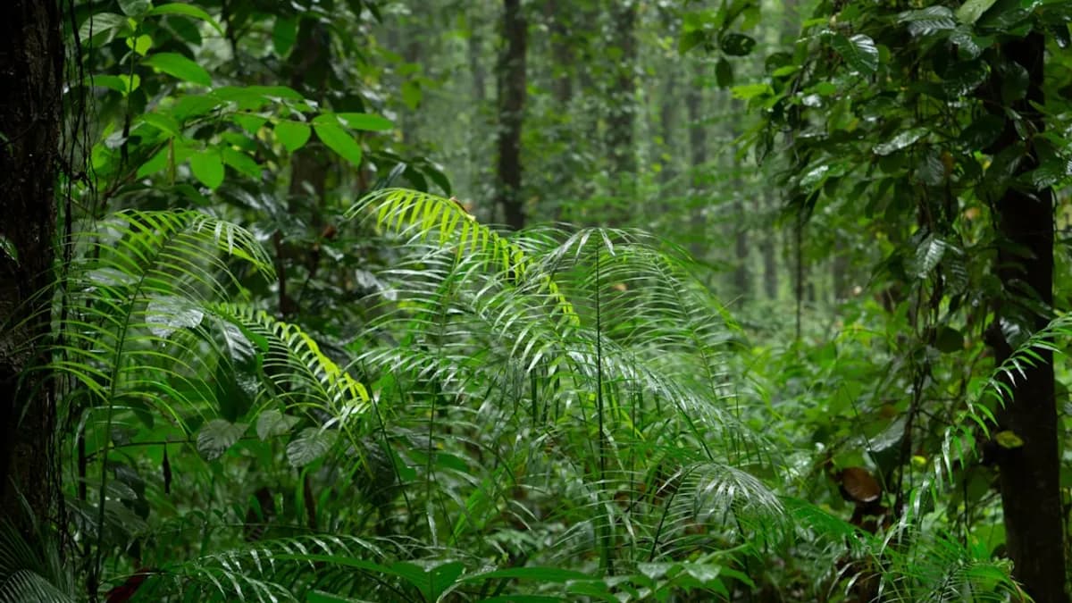A lush green forest filled with lots of trees