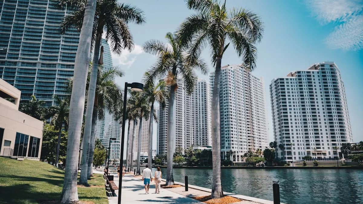 Palm trees line a walkway beside city buildings.