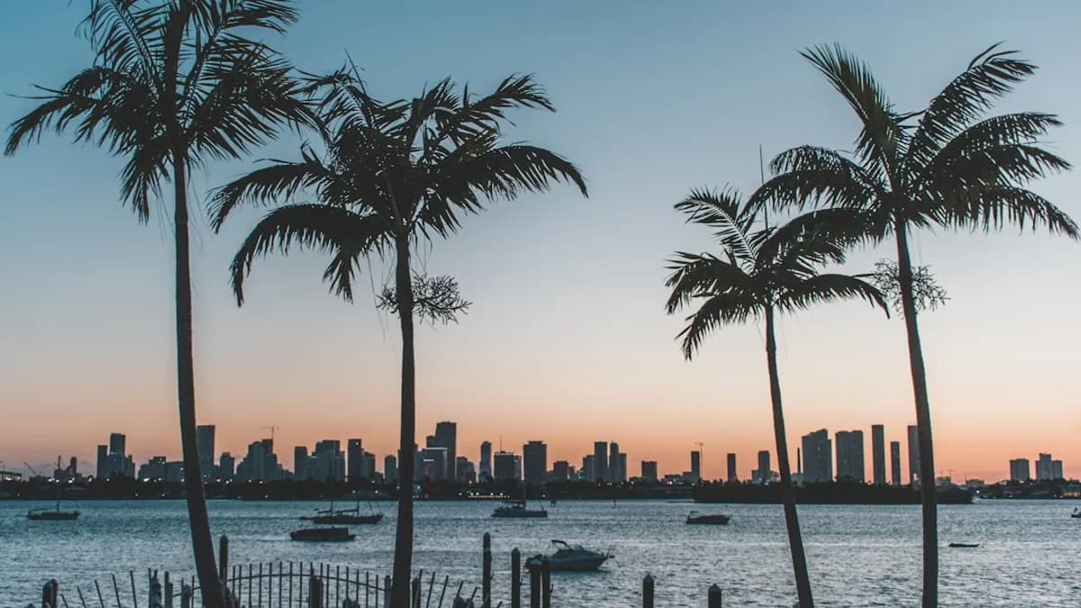 silhouette of palm trees near body of water during sunset