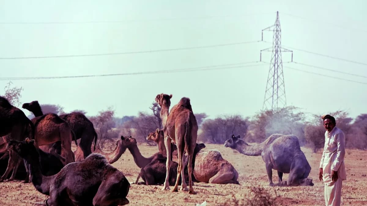 camels on field