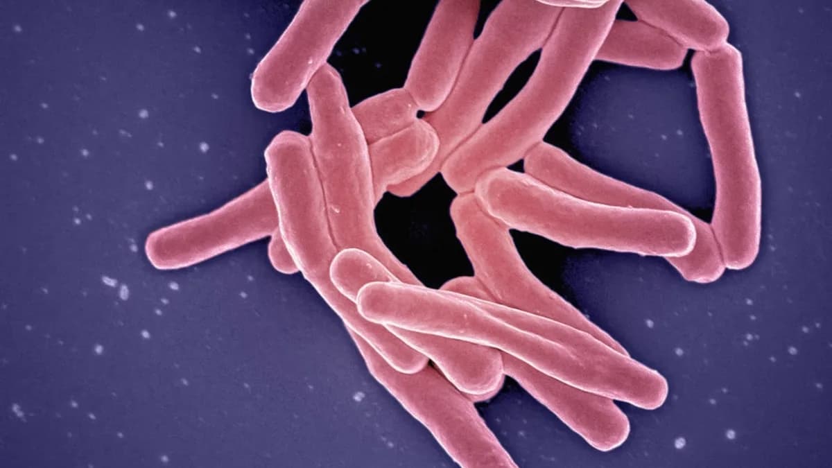 a close up of a blood cell with blood cells