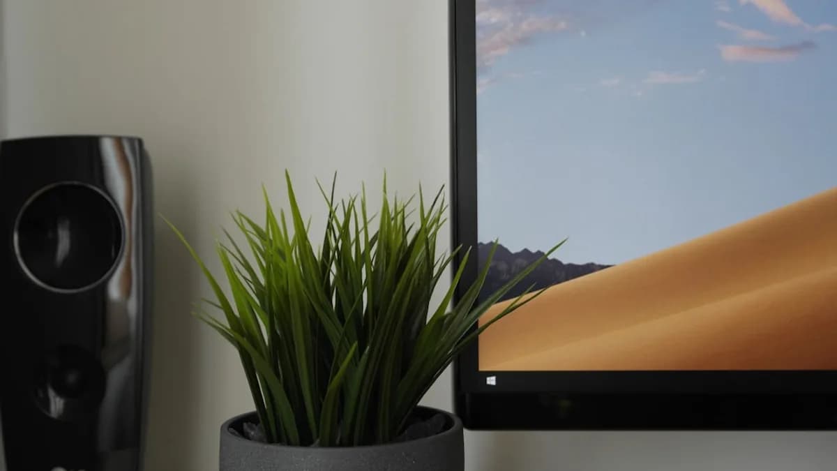 green plant on black pot