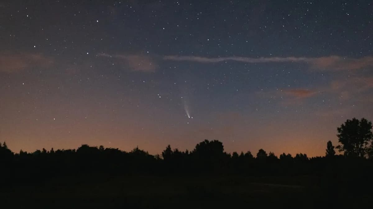 silhouette of trees under starry night