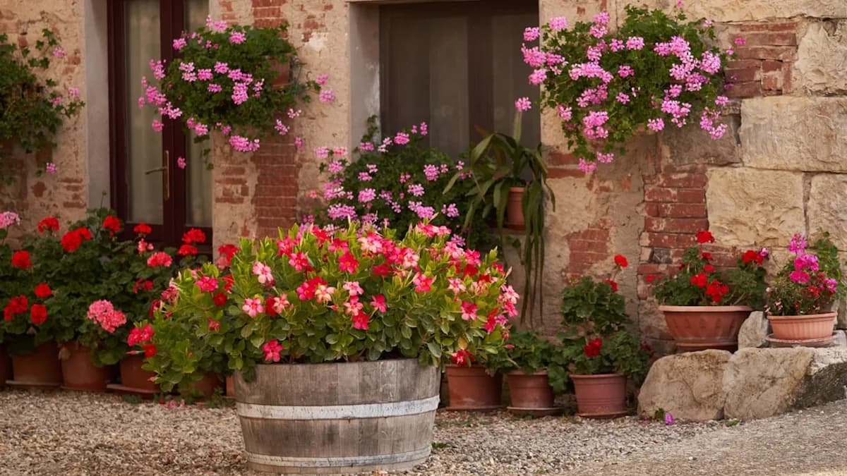 a number of potted plants near one another