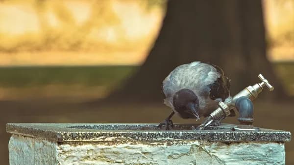 a bird sitting on top of a cement structure