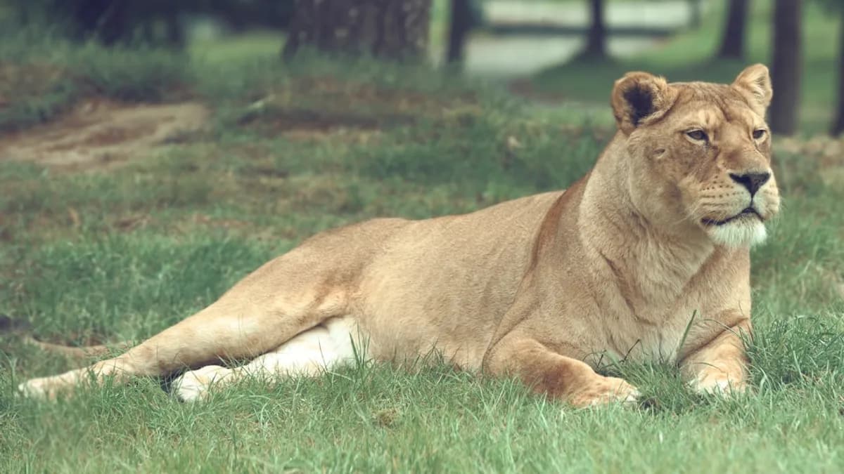 lioness lying on grass field