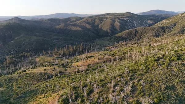 Rolling hills covered in sparse trees and dry brush.
