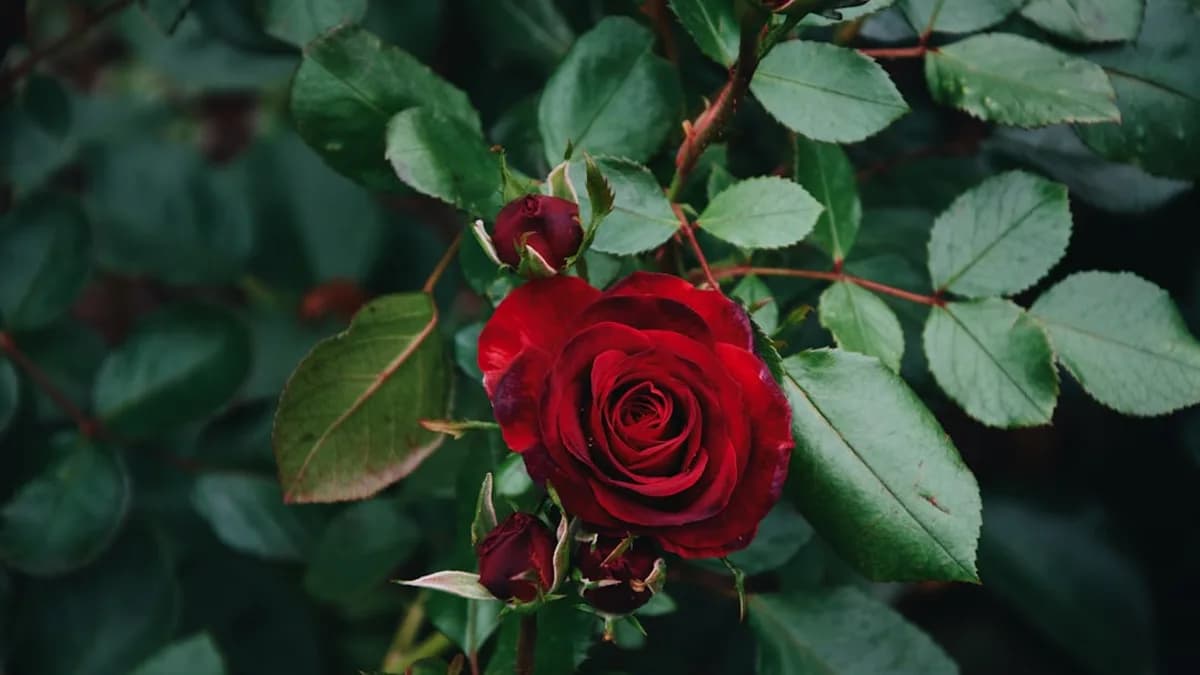 red rose in bloom during daytime