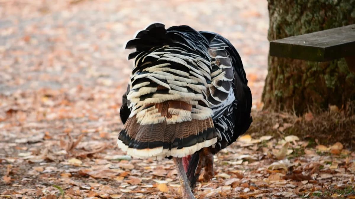 a bird standing on the ground
