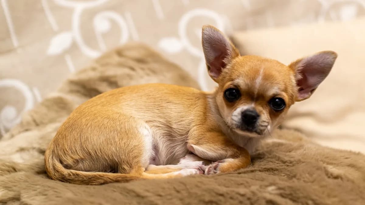 brown chihuahua puppy on brown textile