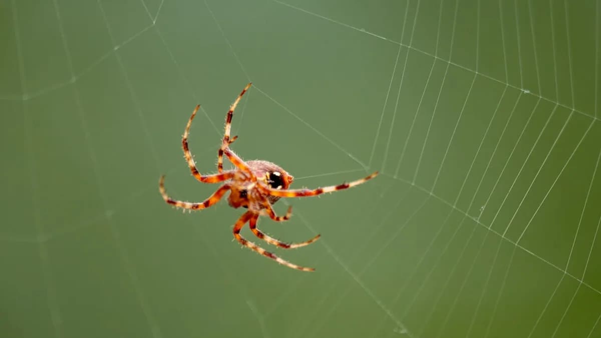 A close up of a spider on a web