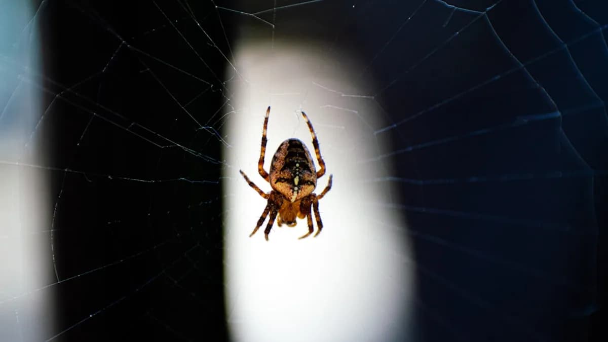 photo of brown and yellow spider