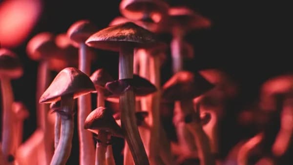 brown mushrooms in black background