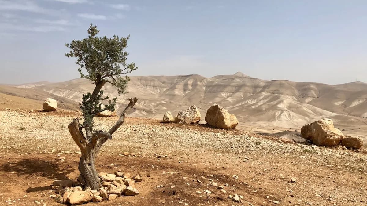 green tree on brown sand during daytime