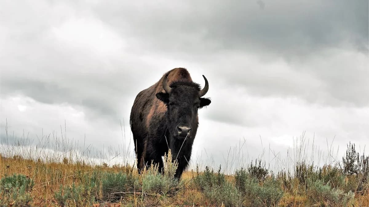 black bison on green grass field under white clouds during daytime