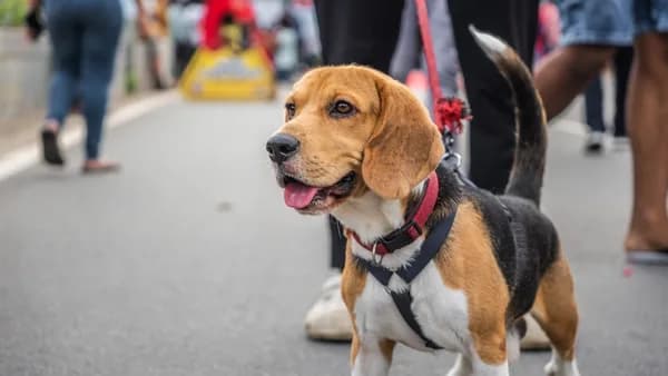 a brown and white dog standing on top of a street