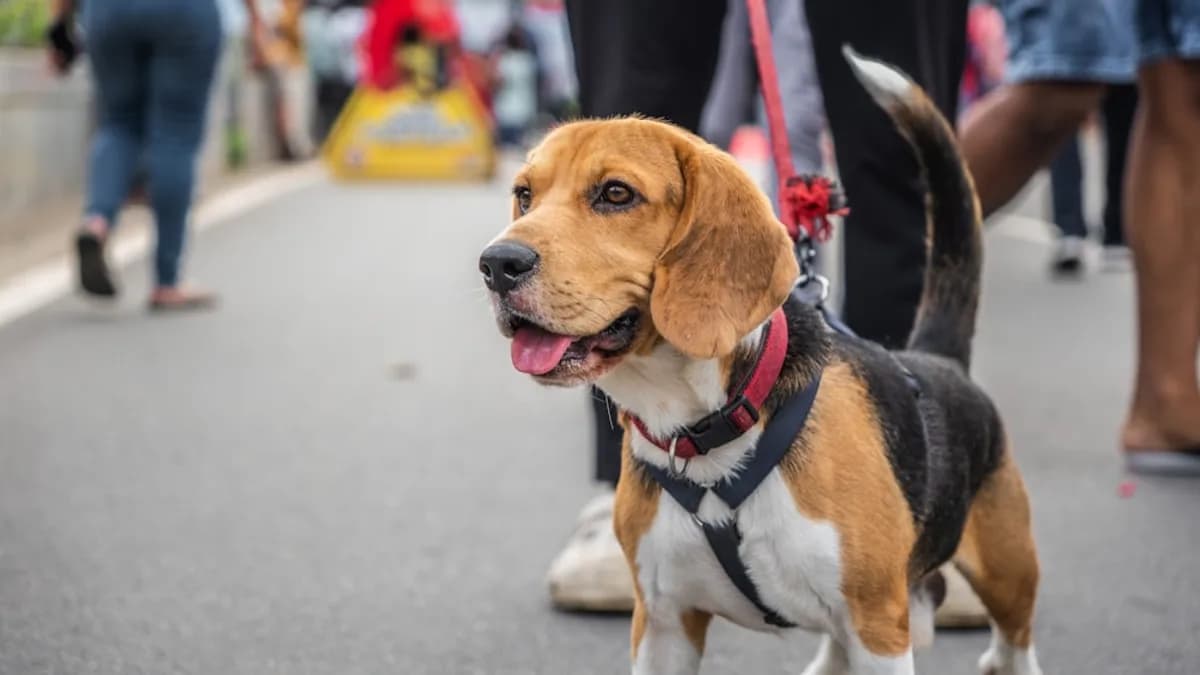 a brown and white dog standing on top of a street