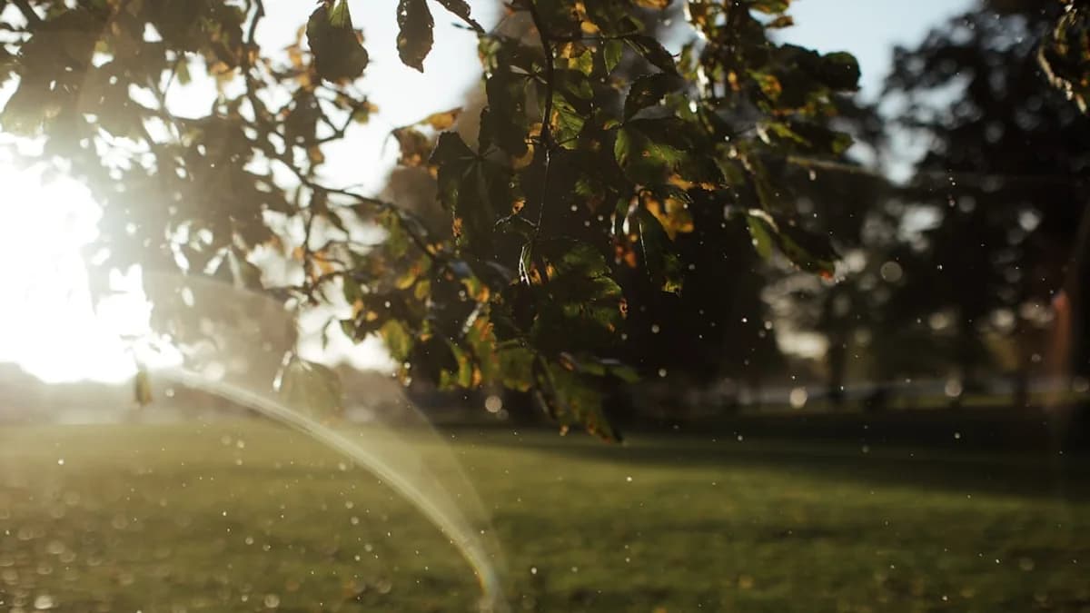 the sun shines through the leaves of a tree