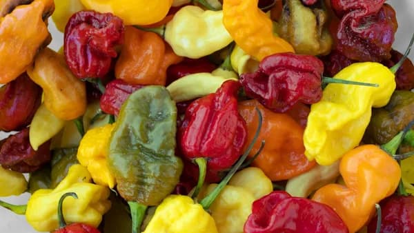 A white bowl filled with lots of different colored peppers