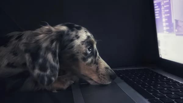 brown dog watching on laptop computer